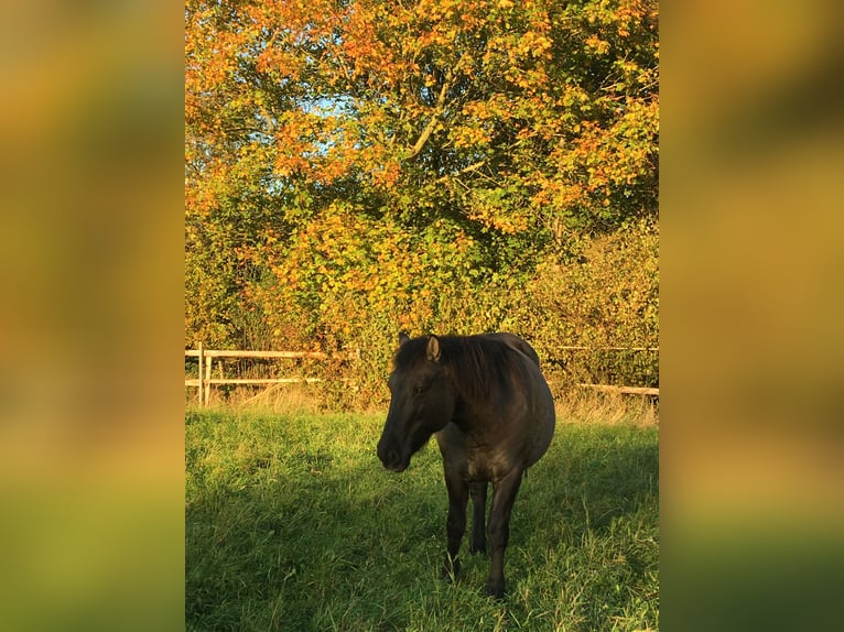 Konik Jument 11 Ans 138 cm Isabelle in Satrup