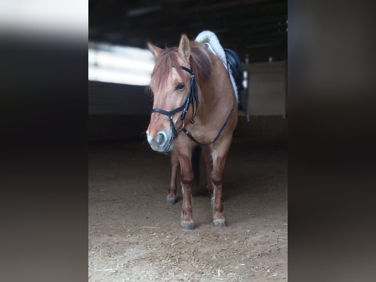 Konik Jument 11 Ans 140 cm Alezan in Grafrath