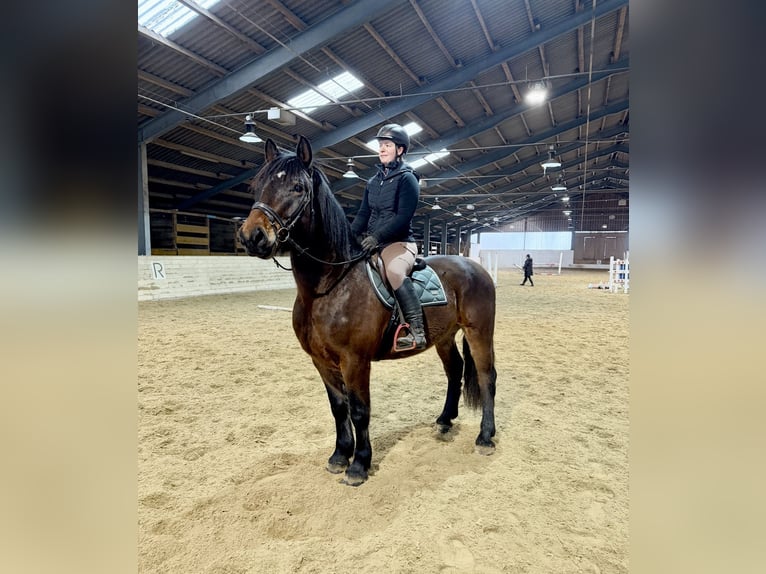 Konik Jument 11 Ans 140 cm Isabelle in Pelmberg