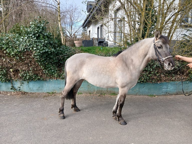 Konik Jument 11 Ans 145 cm  in Nettersheim