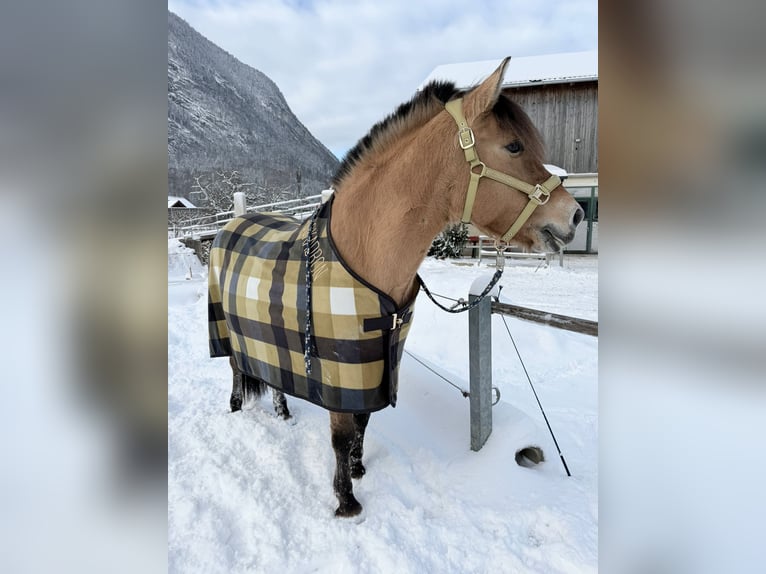 Konik Jument 12 Ans 140 cm in Torren