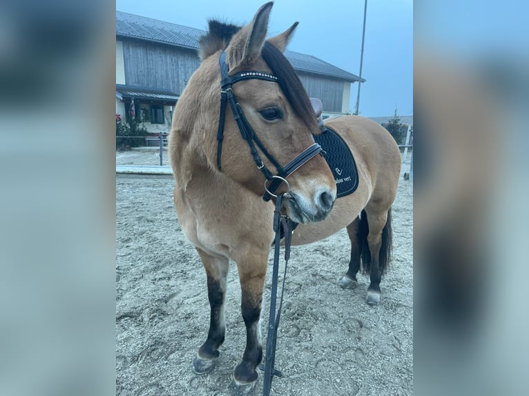 Konik Jument 12 Ans 140 cm in Torren