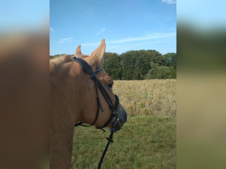 Konik Croisé Jument 12 Ans 148 cm Alezan in Leverkusen