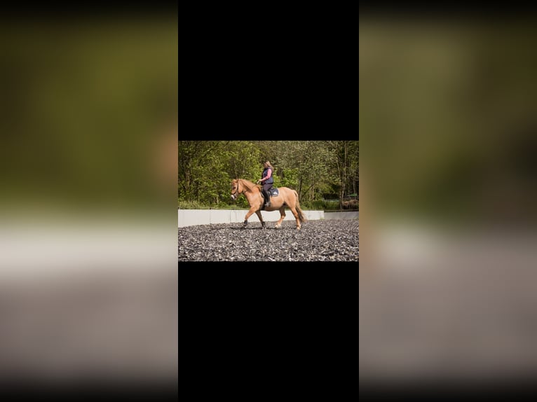 Konik Croisé Jument 12 Ans 148 cm Alezan in Leverkusen