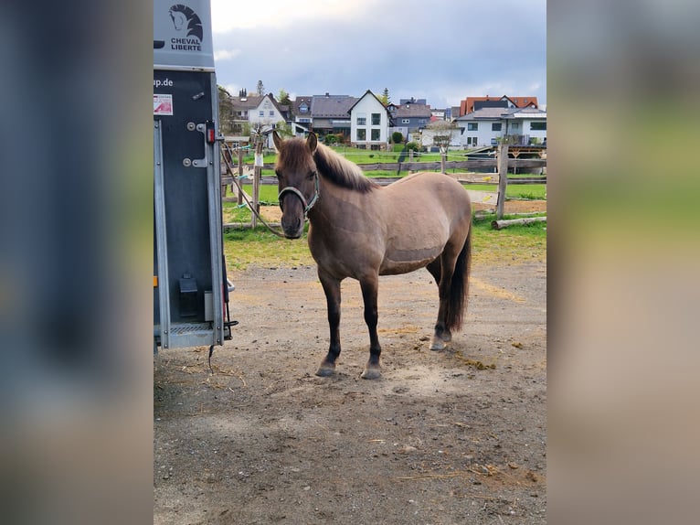 Konik Jument 13 Ans 135 cm Isabelle in Driedorf