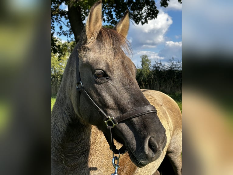 Konik Jument 13 Ans 138 cm Isabelle in Michendorf