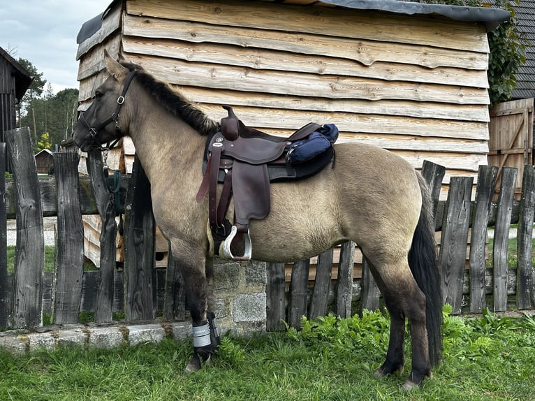 Konik Jument 13 Ans 138 cm Isabelle in Michendorf