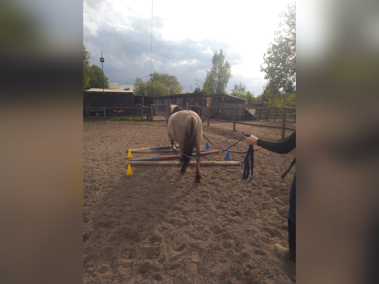 Konik Jument 13 Ans 146 cm in Katowice