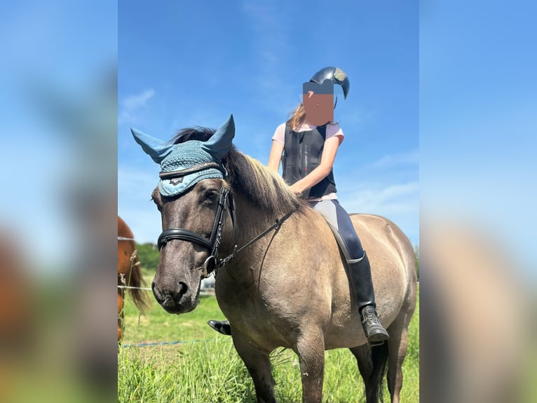 Konik Jument 14 Ans 135 cm Isabelle in Driedorf
