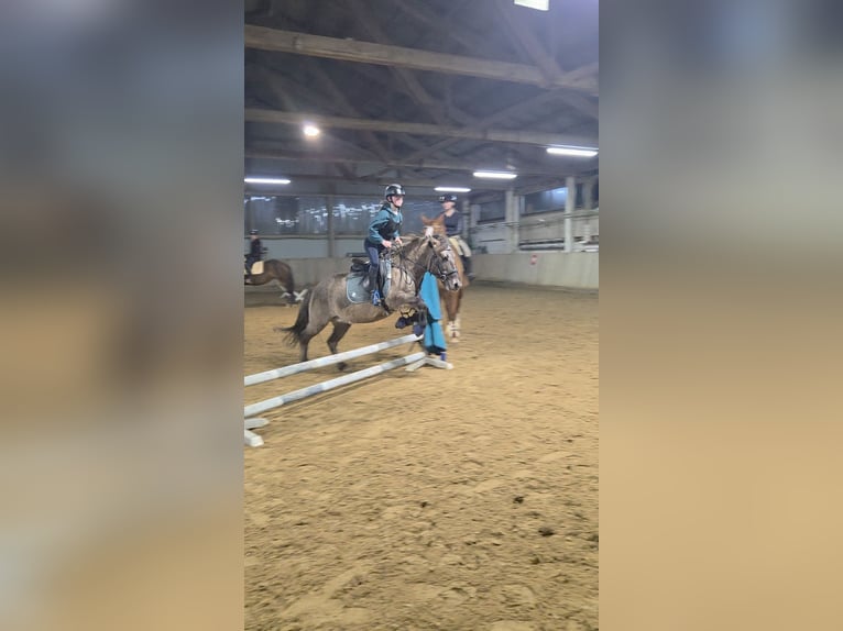 Konik Jument 14 Ans 135 cm Isabelle in Driedorf