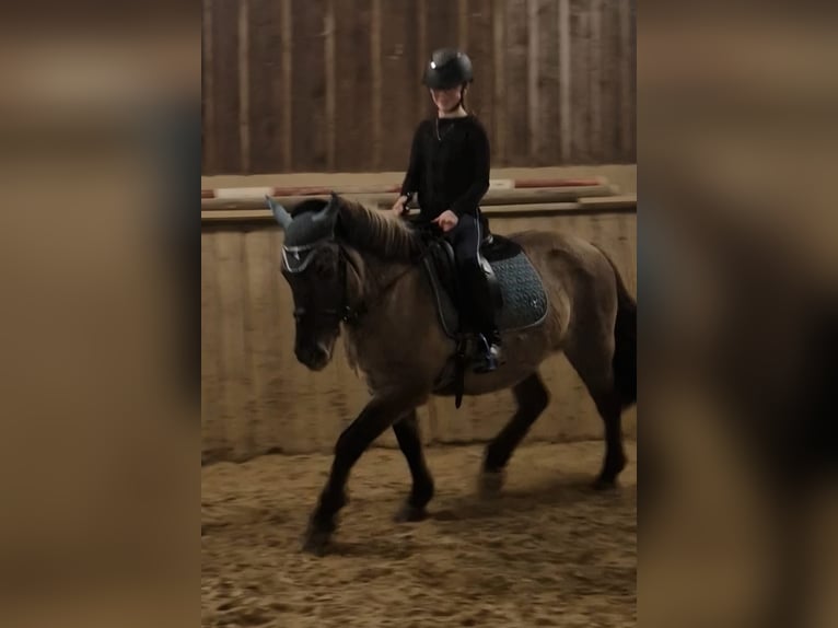 Konik Jument 14 Ans 135 cm Isabelle in Driedorf
