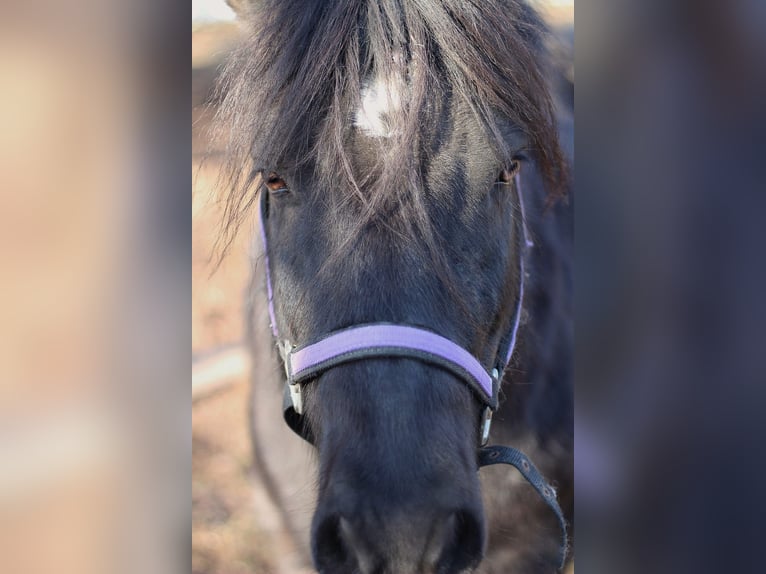 Konik Croisé Jument 16 Ans 125 cm Noir in Herrischried