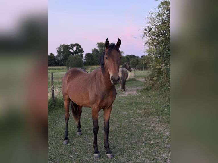 Konik Croisé Jument 1 Année 142 cm Bai brun in Neukirchen-Vluyn