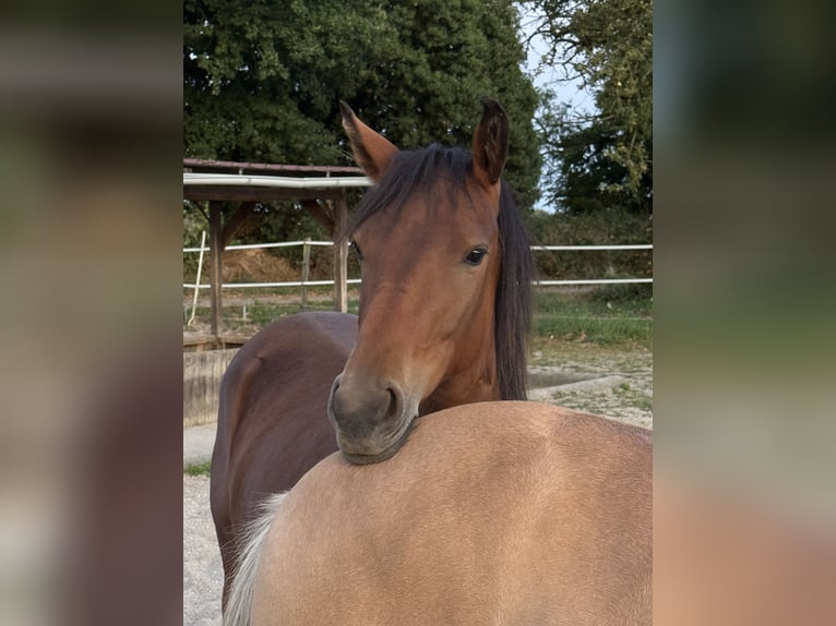 Konik Croisé Jument 1 Année 142 cm Bai brun in Neukirchen-Vluyn
