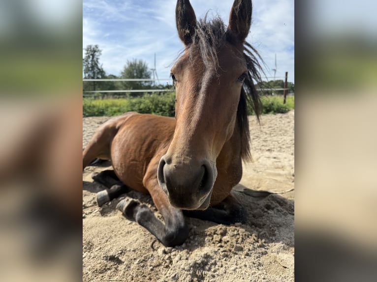 Konik Croisé Jument 1 Année 142 cm Bai brun foncé in Neukirchen-Vluyn