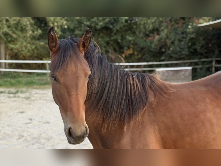 Konik Croisé Jument 1 Année 142 cm Bai brun foncé in Neukirchen-Vluyn