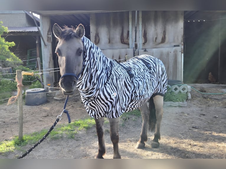 Konik Jument 20 Ans 136 cm  in Hückelhoven
