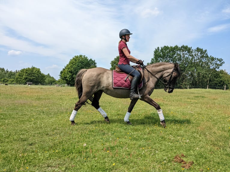 Konik Jument 22 Ans 144 cm Grullo in Warder