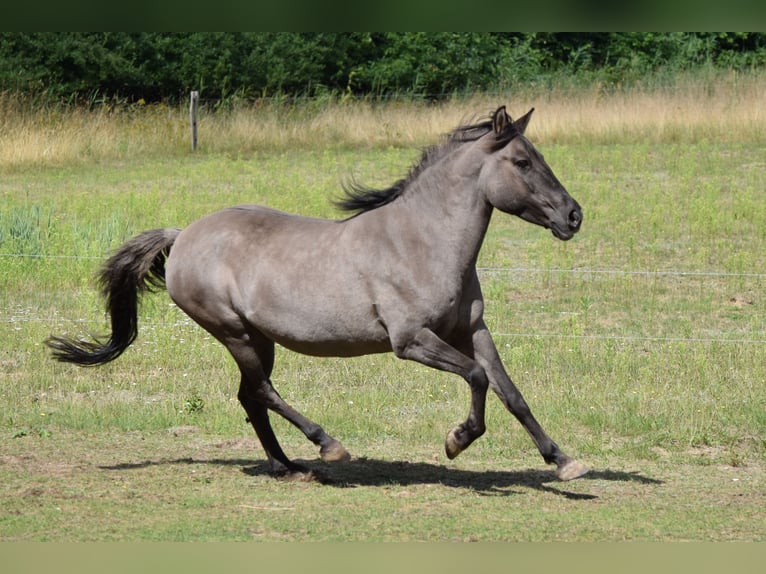 Konik Jument 22 Ans 144 cm Grullo in Warder