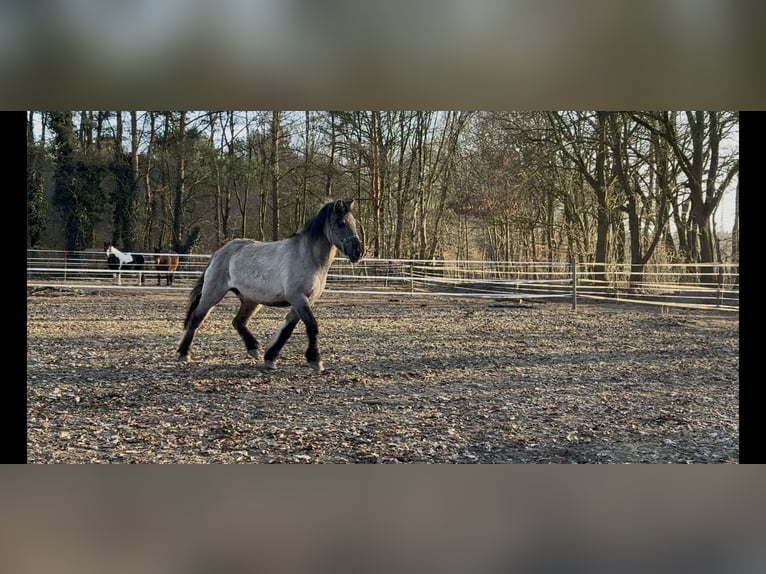Konik Jument 23 Ans 125 cm Isabelle in Bremerv&#xF6;rde