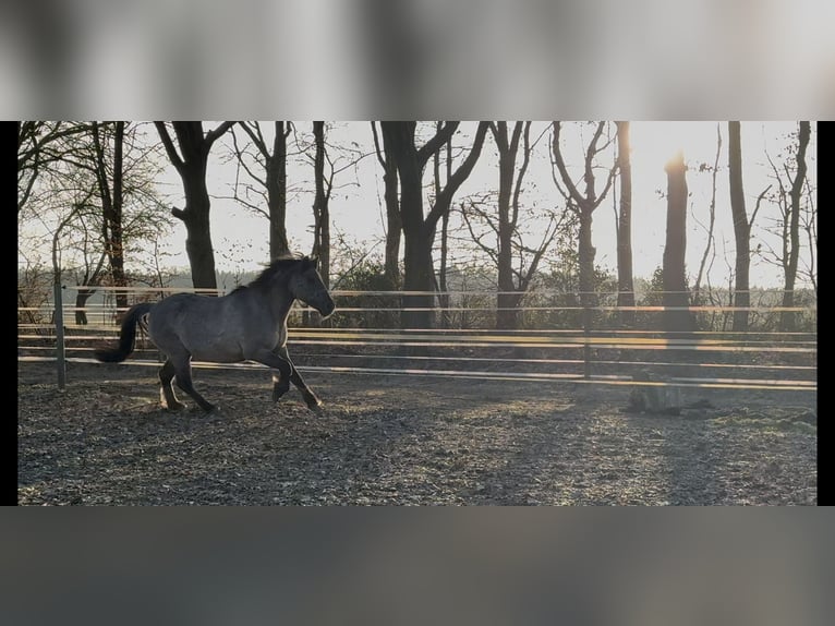 Konik Jument 23 Ans 125 cm Isabelle in Bremerv&#xF6;rde