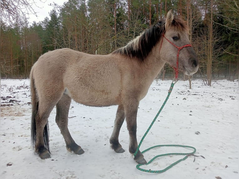 Konik Jument 2 Ans 133 cm Gris in Talkowszczyzna