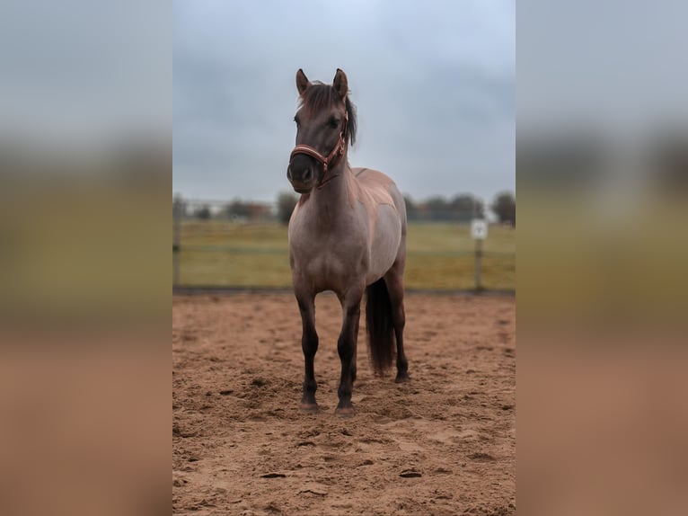 Konik Jument 2 Ans 133 cm Grullo in Dordrecht