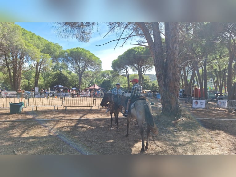 Konik Jument 2 Ans 135 cm Grullo in Calenzana