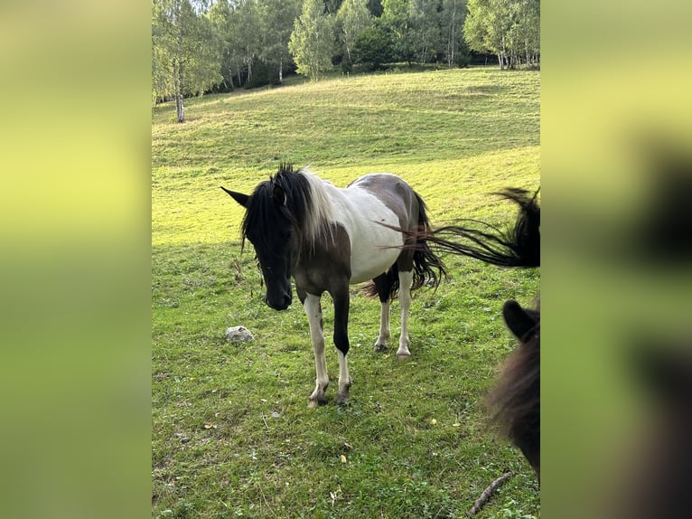 Konik Jument 2 Ans 136 cm Pinto in Gl&#xF6;dnitz