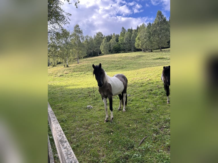 Konik Jument 2 Ans 136 cm Pinto in Gl&#xF6;dnitz