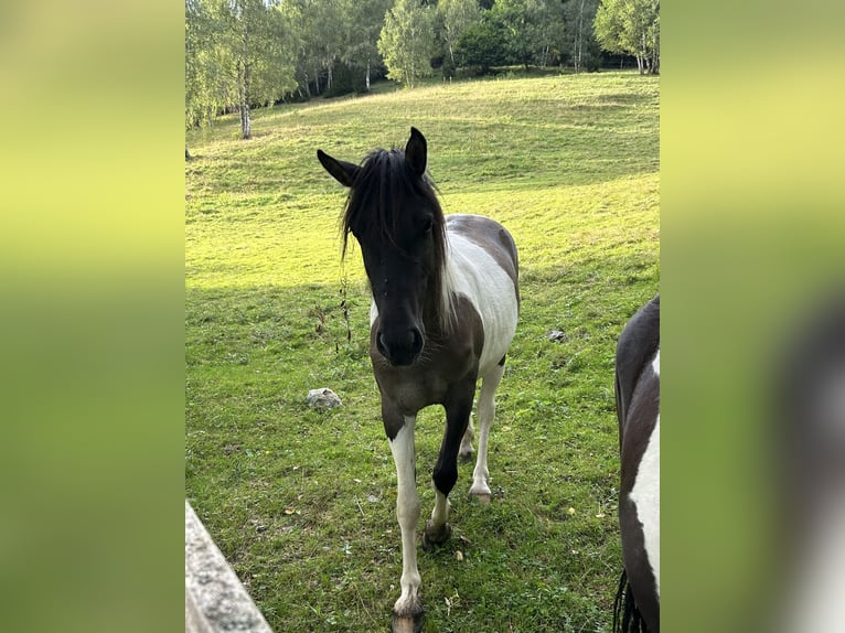 Konik Jument 2 Ans 136 cm Pinto in Gl&#xF6;dnitz