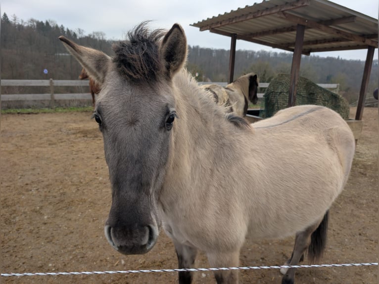Konik Jument 2 Ans 137 cm Isabelle in Adelsheim