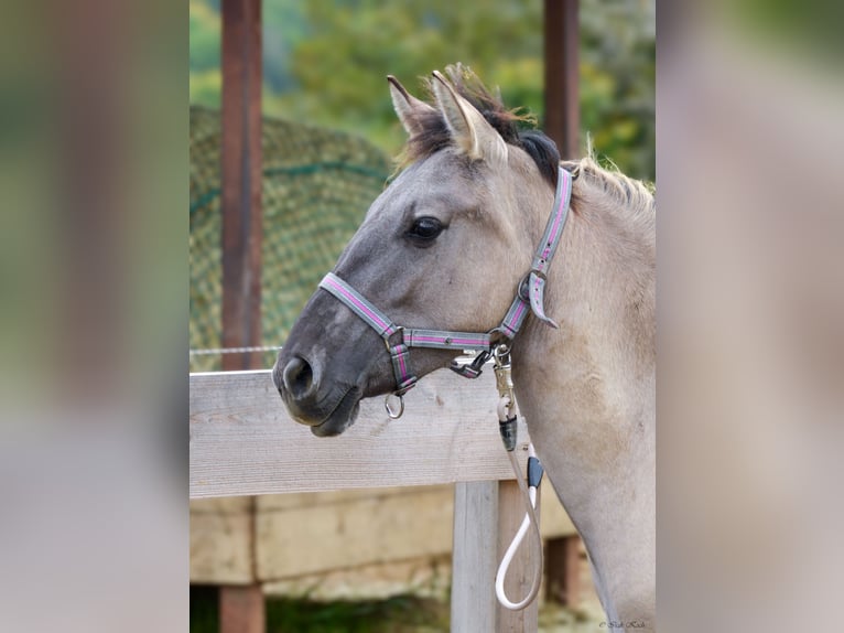 Konik Jument 2 Ans 137 cm Isabelle in Adelsheim