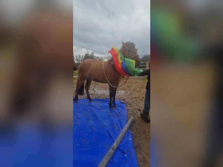 Konik Croisé Jument 3 Ans 130 cm Isabelle in Schlangenbad