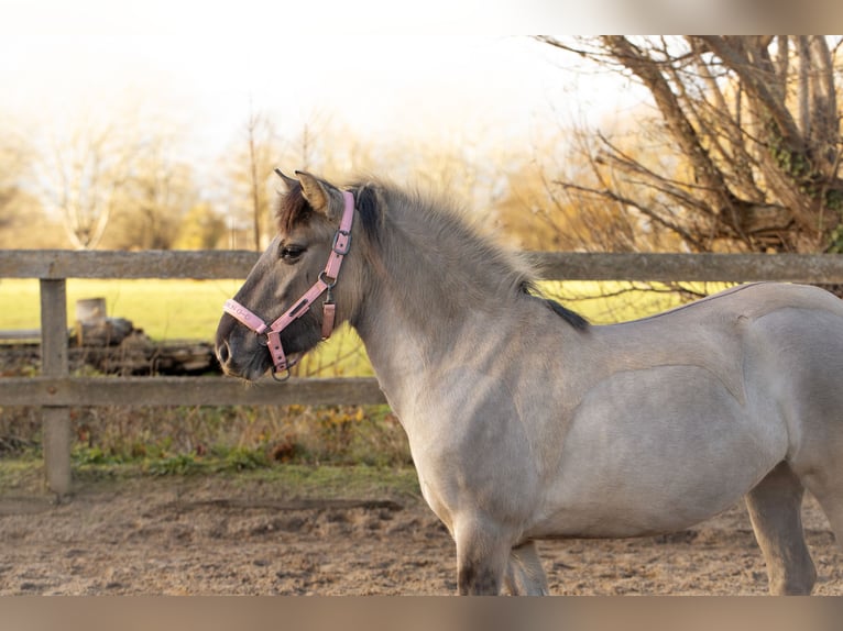 Konik Jument 3 Ans 134 cm Grullo in Dordrecht