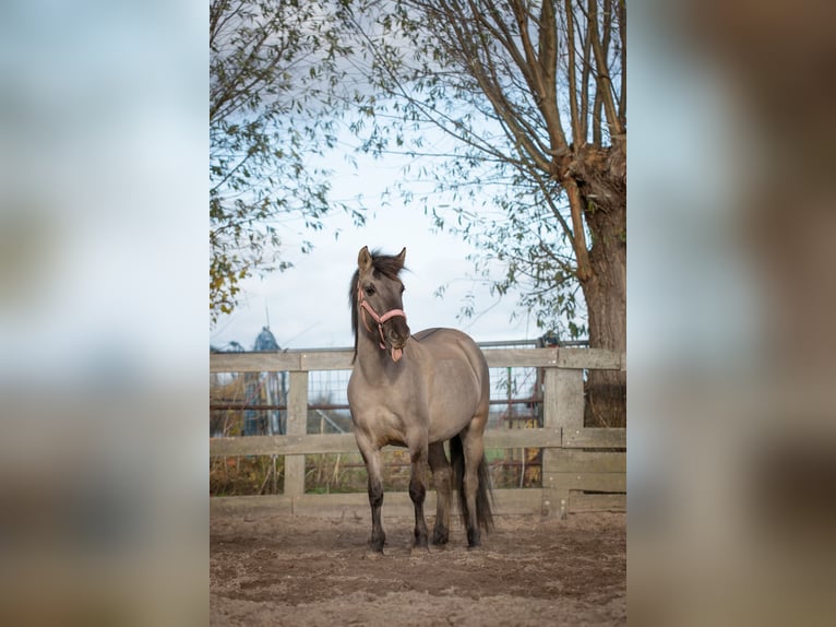 Konik Jument 3 Ans 134 cm Grullo in Dordrecht