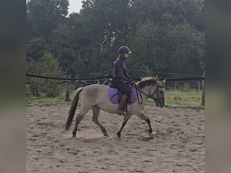 Konik Croisé Jument 4 Ans 129 cm Isabelle in Mülheim an der Ruhr