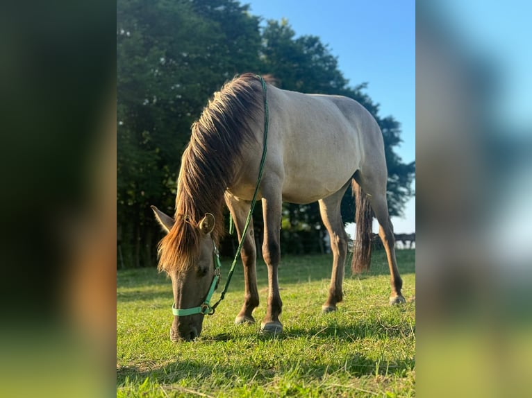 Konik Jument 4 Ans 134 cm in Linkenbach