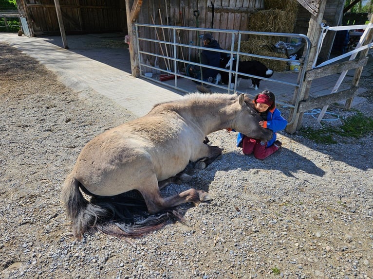 Konik Jument 4 Ans 134 cm Isabelle in Bad Krozingen