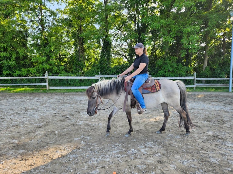 Konik Jument 4 Ans 134 cm Isabelle in Bad Krozingen