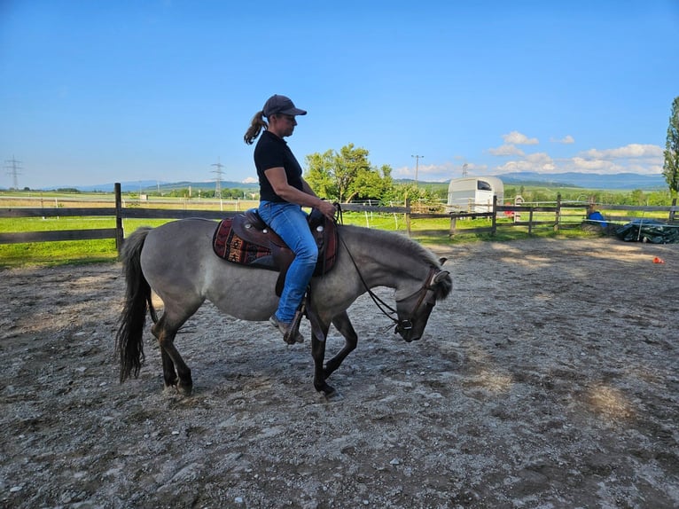 Konik Jument 4 Ans 134 cm Isabelle in Bad Krozingen