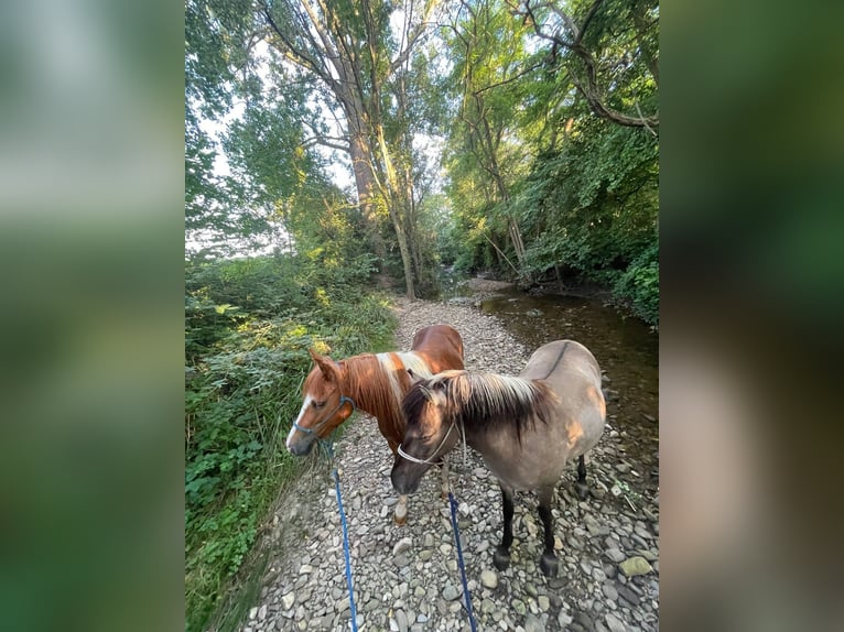 Konik Jument 4 Ans 134 cm Isabelle in Bad Krozingen