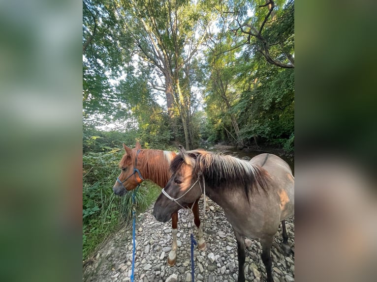 Konik Jument 4 Ans 134 cm Isabelle in Bad Krozingen