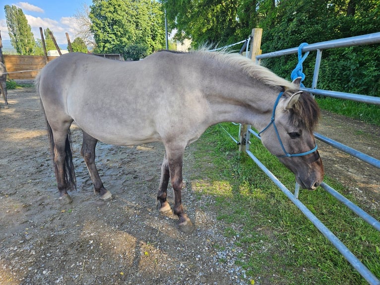 Konik Jument 4 Ans 134 cm Isabelle in Bad Krozingen