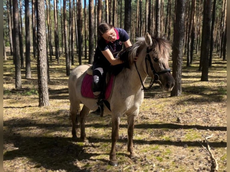 Konik Jument 4 Ans 135 cm Isabelle in Görlitz