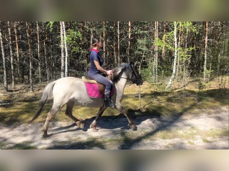 Konik Jument 4 Ans 135 cm Isabelle in Görlitz