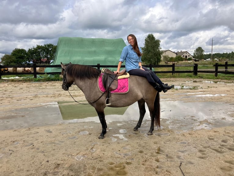 Konik Jument 4 Ans 145 cm Isabelle in G&#xF6;rlitz