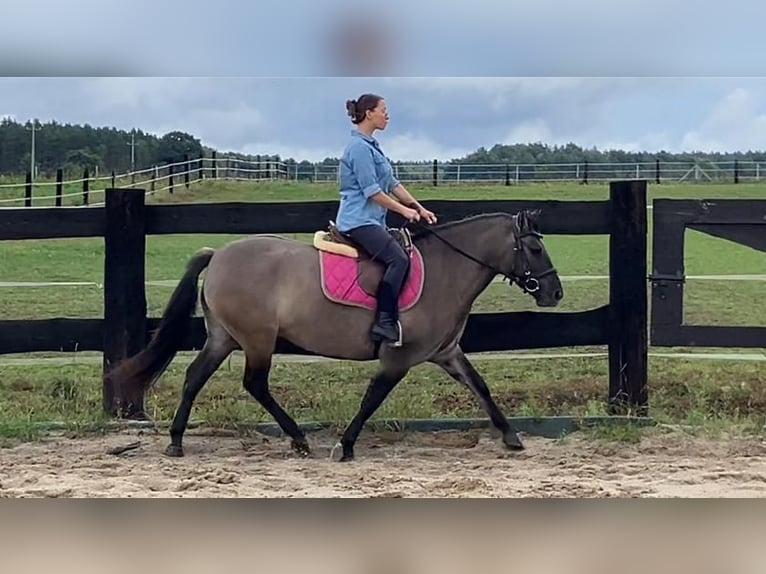 Konik Jument 4 Ans 145 cm Isabelle in G&#xF6;rlitz