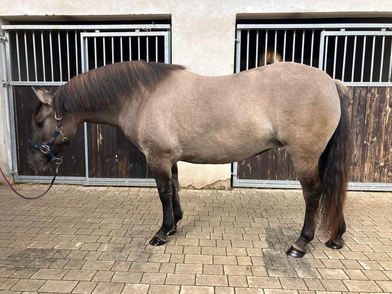 Konik Jument 4 Ans 145 cm Isabelle in G&#xF6;rlitz