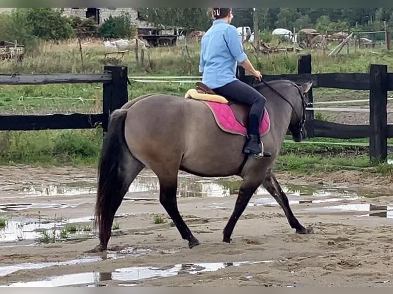 Konik Jument 4 Ans 145 cm Isabelle in G&#xF6;rlitz